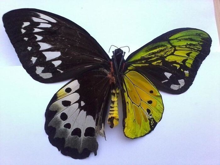 Бабочка-гинандроморф - наполовину самка, наполовину самец