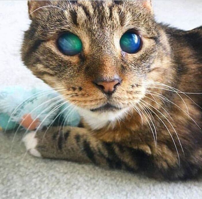 "У моего друга есть слепой кот. У него поразительные глаза"