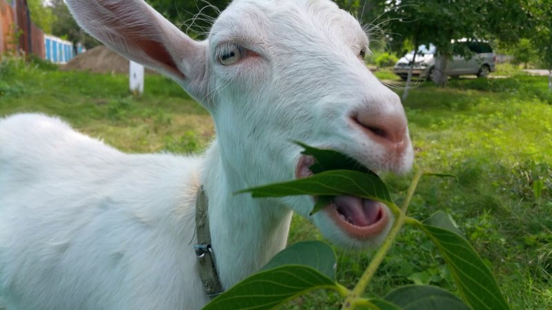 Веганка заявила, что считала коз овощами
