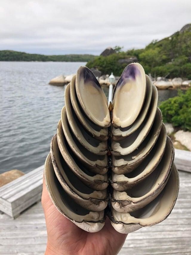 Раковины моллюсков, идеально подходящие друг другу