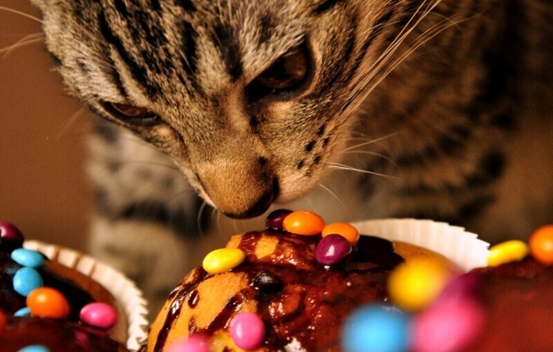 Кошки не различают сладкий вкус - у них нет рецепторов, отвечающих за его распознавание