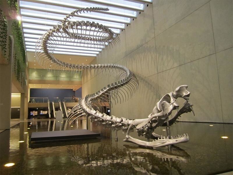 Скелет доисторической змеи Титанобоа