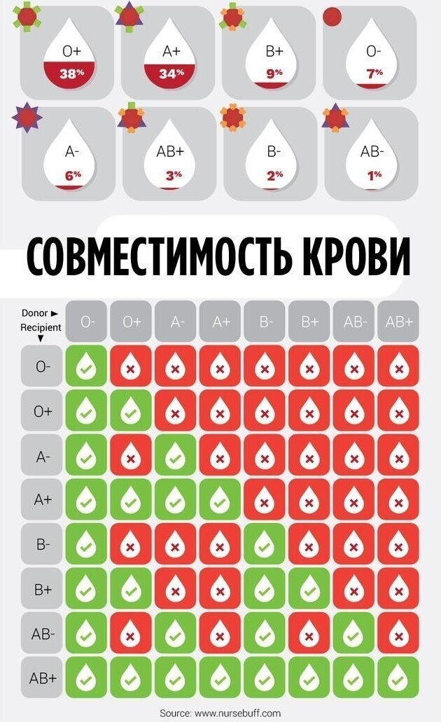 Редкость и совместимость групп крови