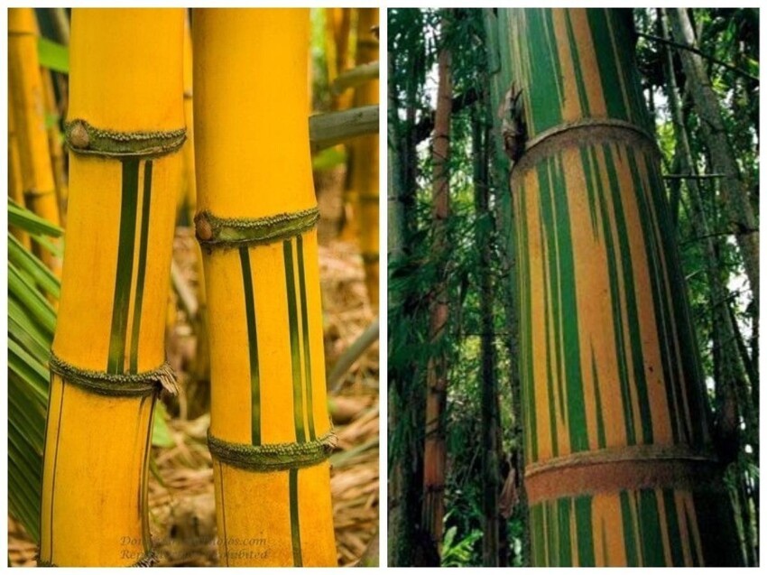 Бамбук: понятный и загадочный