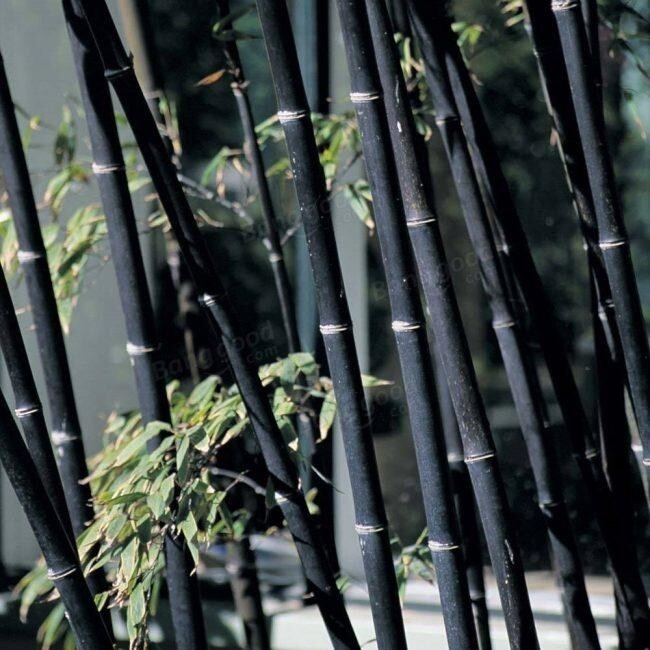 Бамбук бывает черного цвета - сорт Phyllostachys Nigra