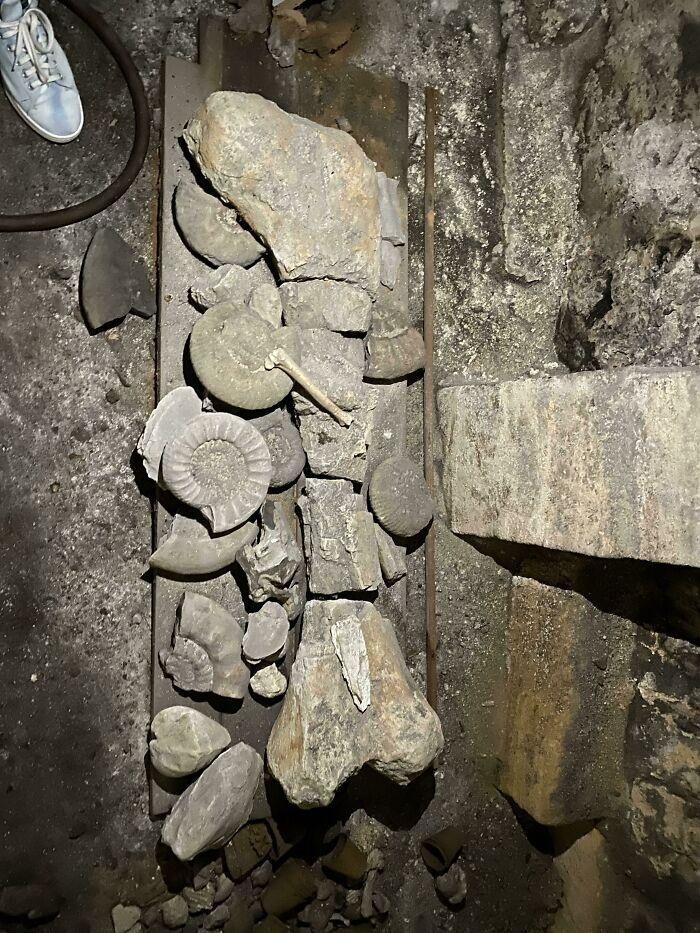 "У друга в подвале дома 15-го века во Франции нашли кости динозавра"