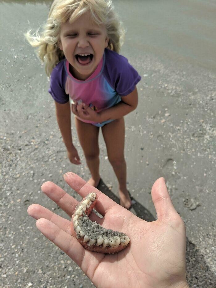 "Пошли на пляж, чтобы найти зубы акулы, и это совсем не то, чего я ожидал, когда дочь крикнула «Я нашла зубы!»"