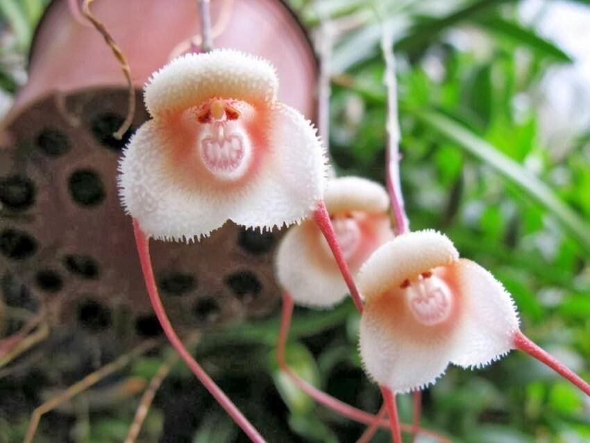 Самые яркие и "активные" представители в этом деле - орхидеи. Их множество и показывать все - получится огромный пост. Орхидея дьявола (обезьянка)