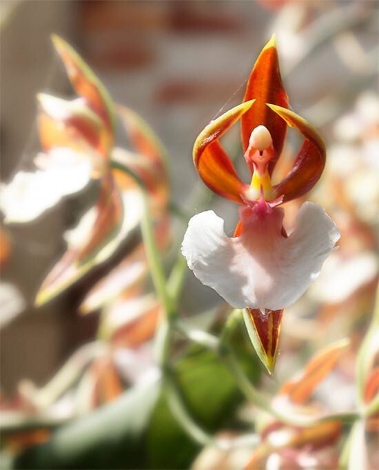 Орхидея «Балерина» (Caladenia Melanema)