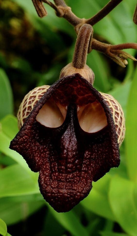 Кирказон изящный (Aristolochia elegans) получил название «ситцевый цветок» за своеобразную окраску своих цветков