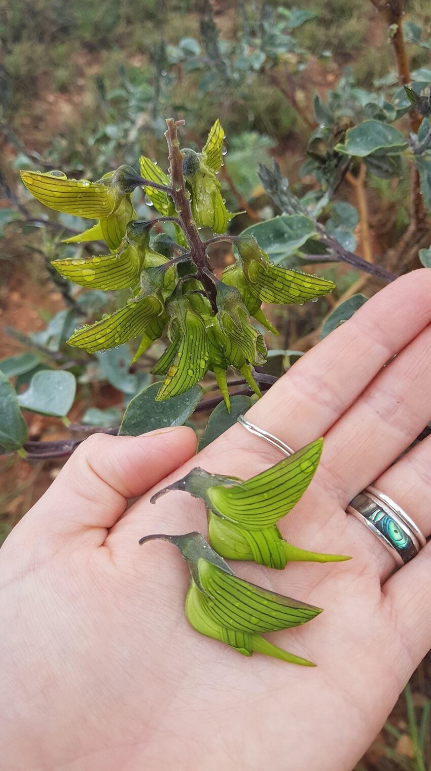 Зелёный птичий цветок, по-научному известный как Crotalaria cunninghamii