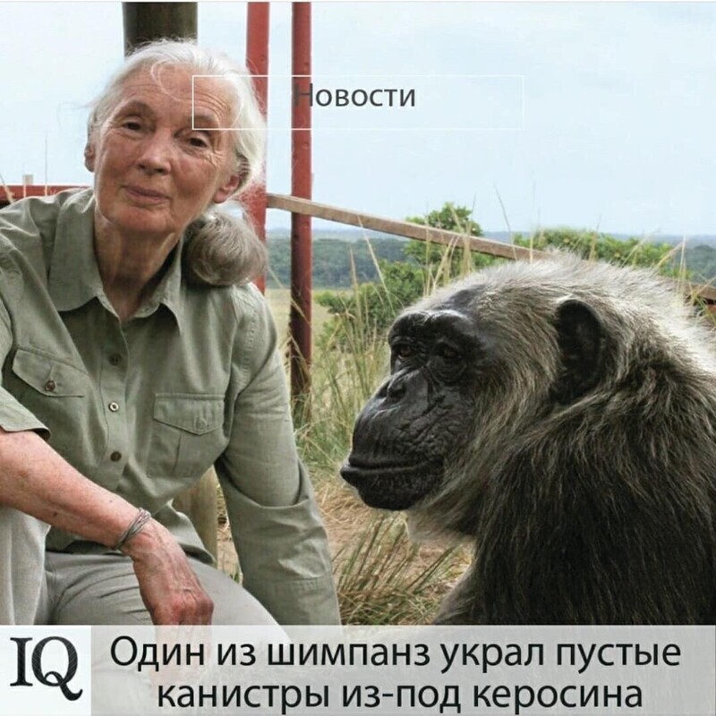 Какой умный шимпанз!