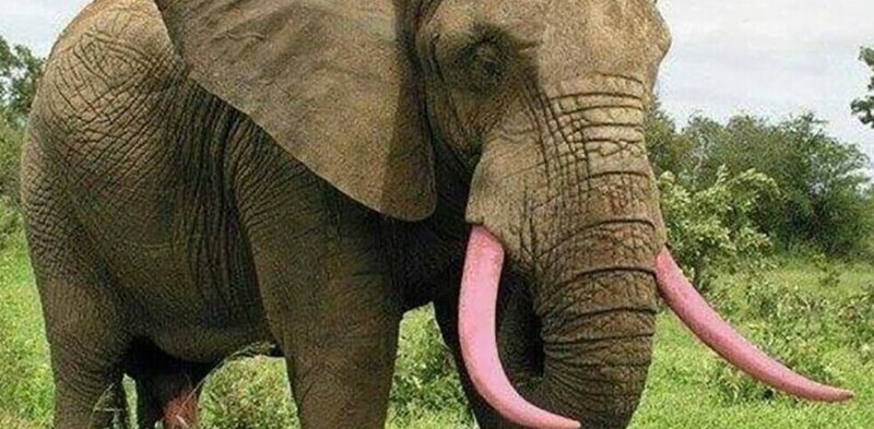 Зоозащитники придумали, как защитить слонов от браконьеров: они покрасили бивни животных розовой краской, которой помечают купюры в банках. Она не наносит вред животному, зато смыть ее невозможно. Такие бивни не нужны покупателям