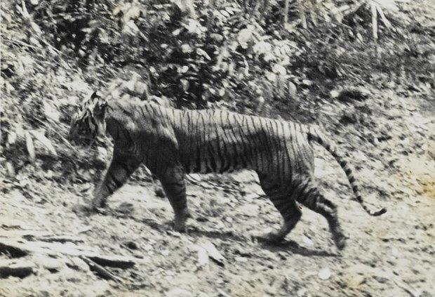Яванский тигр —  80-х годы XX века. Причиной вымирания, которое началось с 1950-х годов, стали  охота и разрушение среды обитания