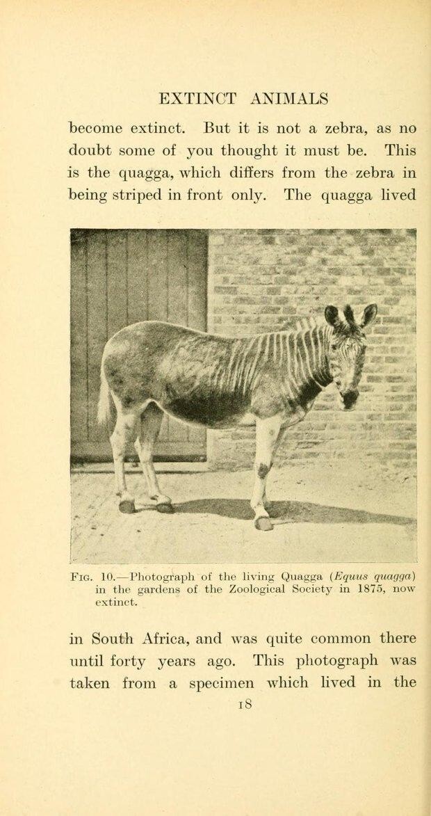 Животные, которые исчезают очень часто и быстро. На фото квагга - спереди зебра, сзади лошадь. В 1883 году умерла последняя особь в мире, содержавшаяся в зоопарке.