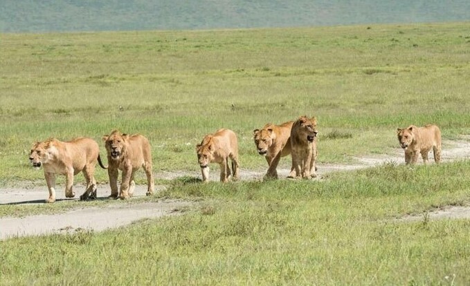 Львы растерзали браконьеров, которые проникли в заповедник для охоты на носорогов