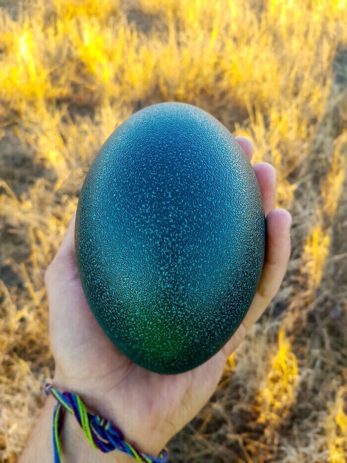 "Яйцо страуса эму, которое я нашел несколько лет назад в Австралии"