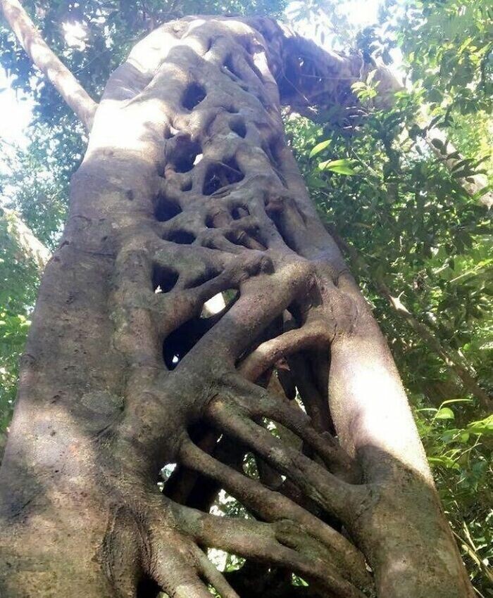 Дерево в тропическом лесу Дейнтри (Квинсленд, Австралия)