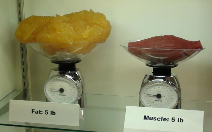 5 фунтов жира по сравнению с 5 фунтами мышц (это примерно 2,3 кг)