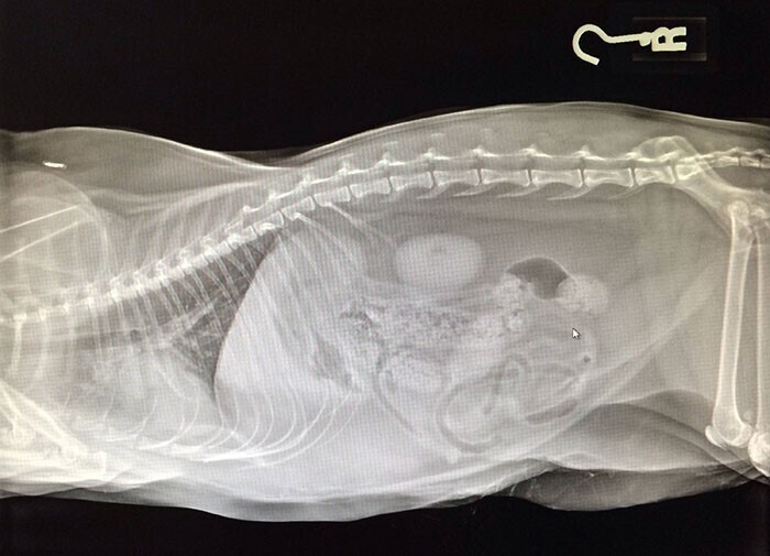 "Внутренности моей кошки на рентгене похожи на изображение Санты в санях"