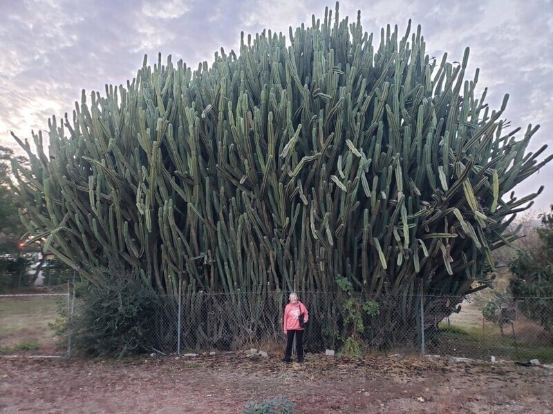 Моя мама рядом с огромным разросшимся кактусом
