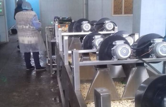 В Украине заработал первый завод по переработке чеснока