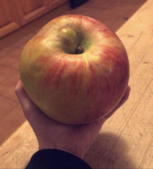 На каком же дереве выросло такое яблоко?