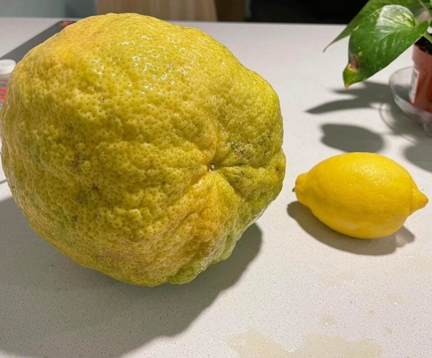 Лимон сорта Пандероза рядом с обычным лимоном