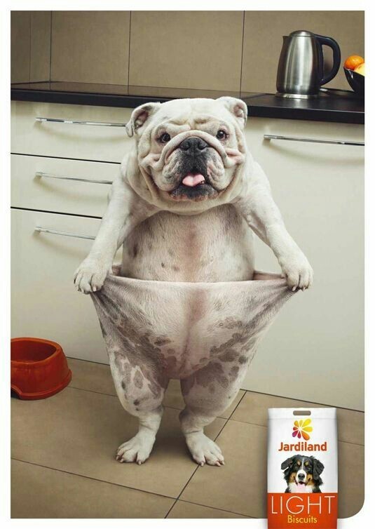 Реклама собачьего корма
