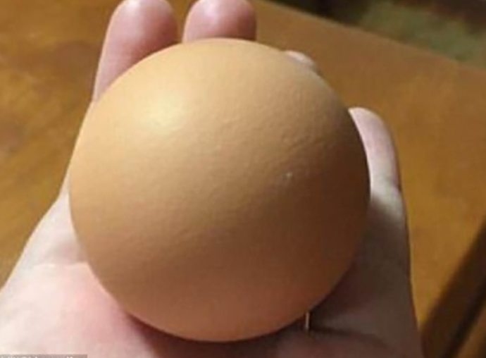 Идеально круглое куриное яйцо