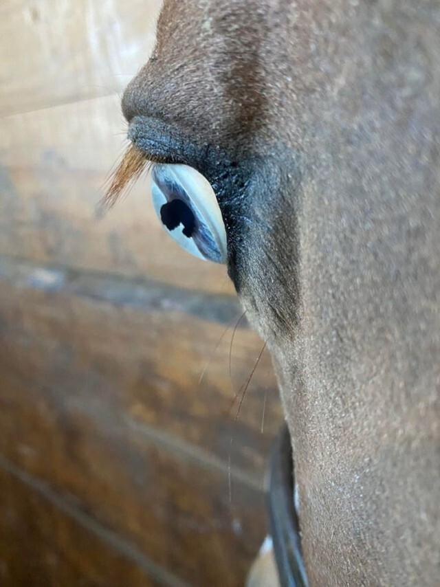 Голубой глаз лошади