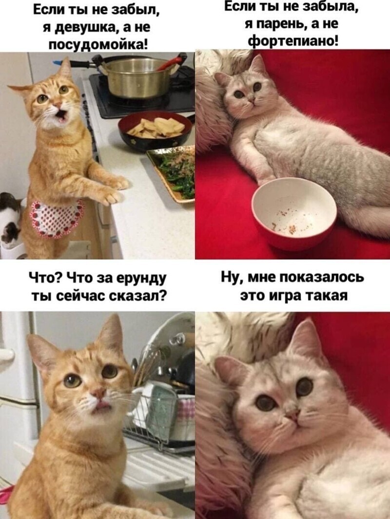 Самые удачные котомемы Рунета