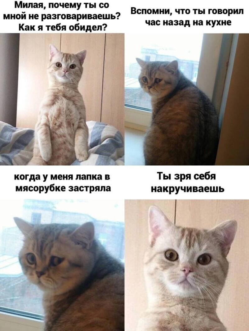 Самые удачные котомемы Рунета