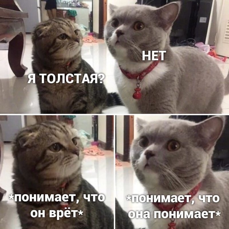 Самые удачные котомемы Рунета