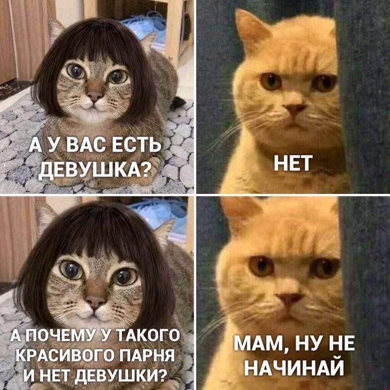 Самые удачные котомемы Рунета