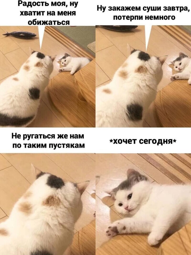 Самые удачные котомемы Рунета