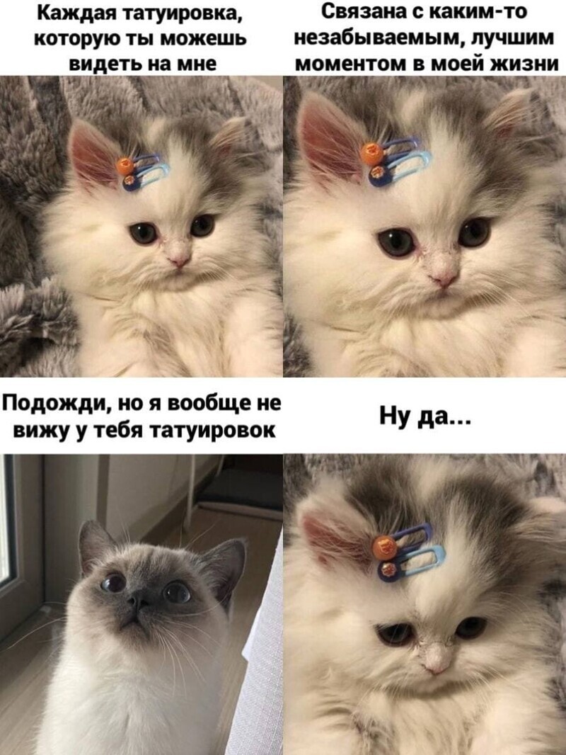 Самые удачные котомемы Рунета