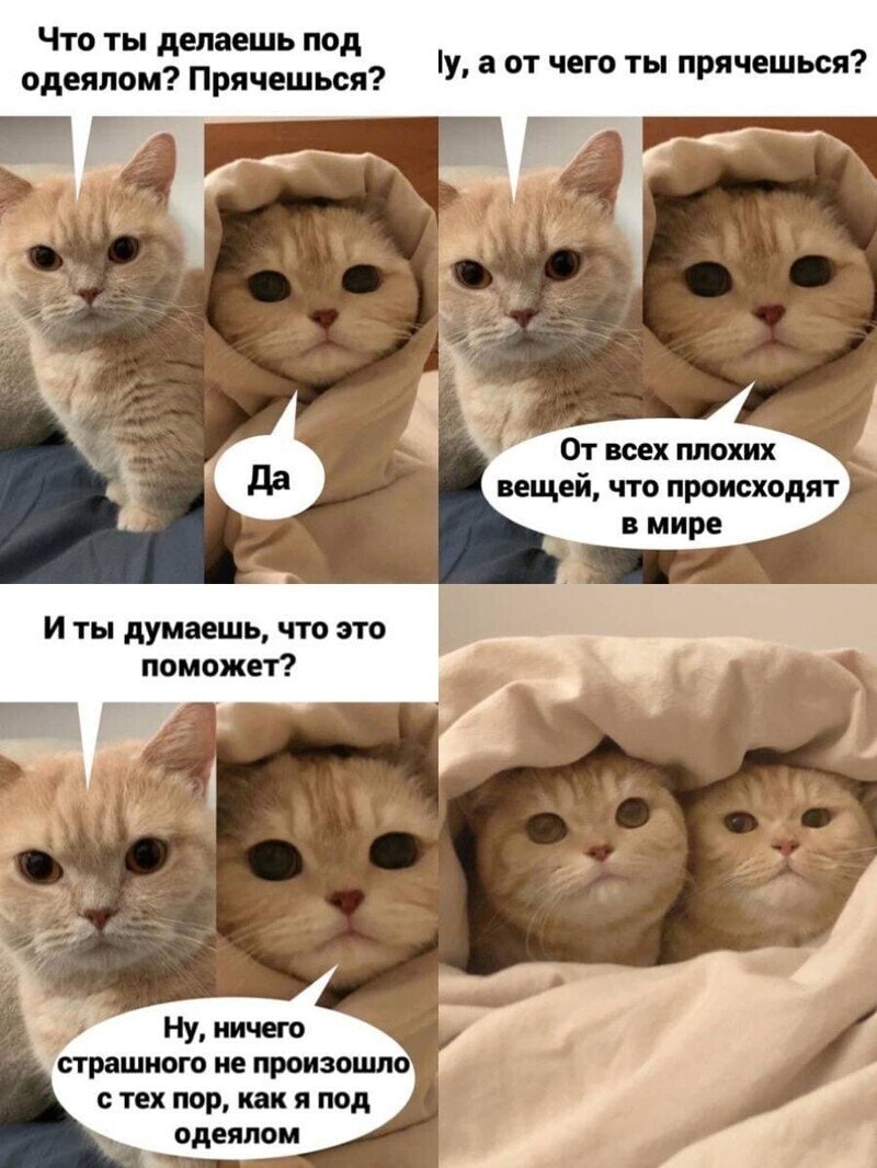 Самые удачные котомемы Рунета