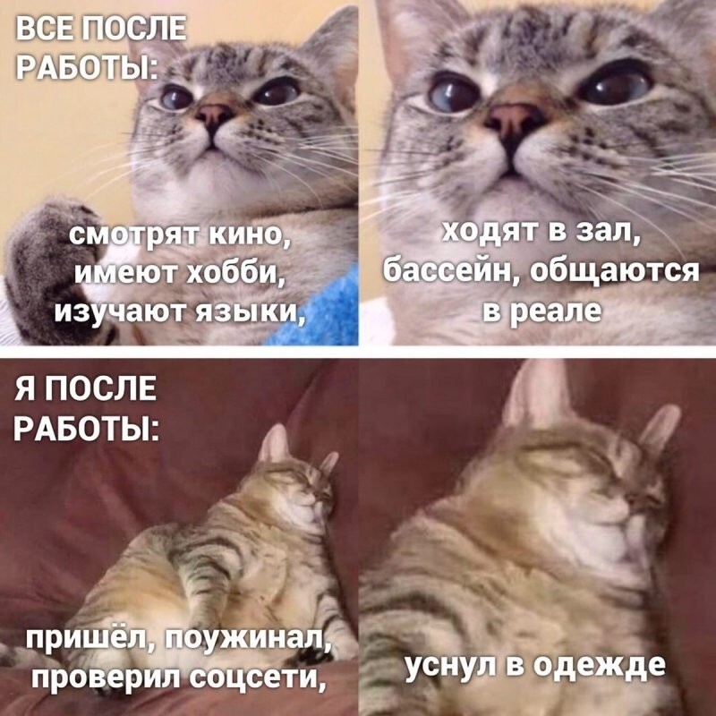 Самые удачные котомемы Рунета