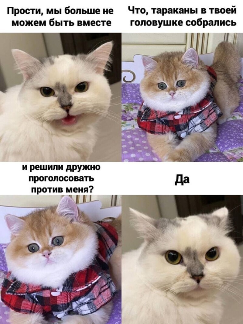 Самые удачные котомемы Рунета