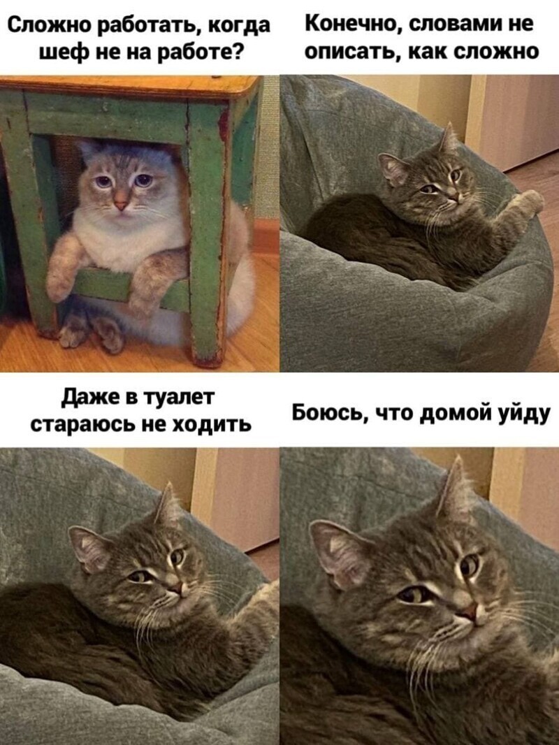 Самые удачные котомемы Рунета