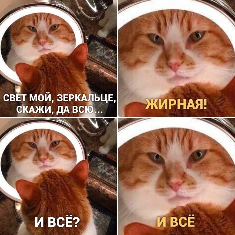 Самые удачные котомемы Рунета