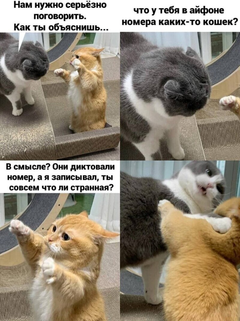 Самые удачные котомемы Рунета