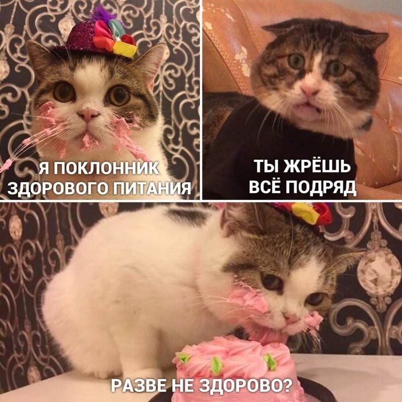 Самые удачные котомемы Рунета