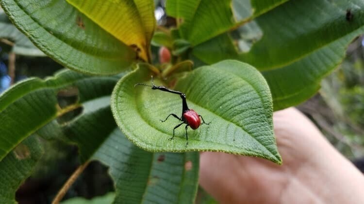 Trachelophorus giraffa - редкое насекомое с длинной шеей с Мадагаскара