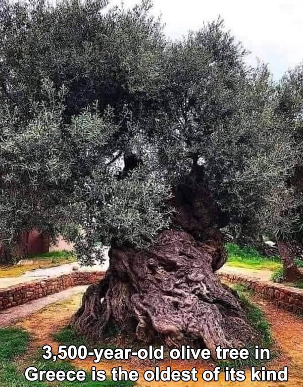 3500-летнее оливковое дерево в Греции - старейшее в мире дерево своего вида