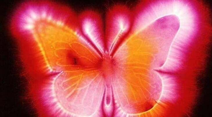 5. Кирлиановская фотография бабочки - фотоизображение объекта в высоковольтном электрическом поле