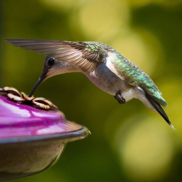 15. Обыкновенный колибри