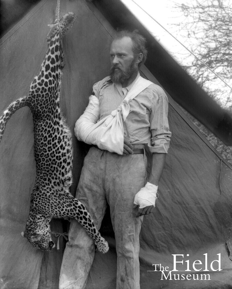 Естествоиспытатель  Карл Эйкли позирует с напавшим на него леопардом, которого он убил голыми руками, 1896 год