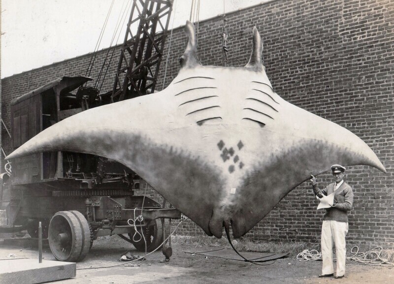 7-метровый скат весом более 2 тонн, пойманный у побережья Нью-Джерси в 1933 году